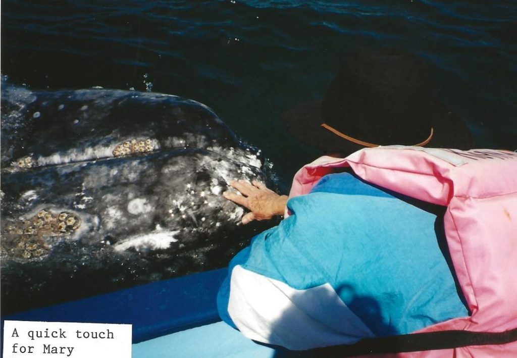 A gray whale says hello in Laguna San Ignacio, February 2001