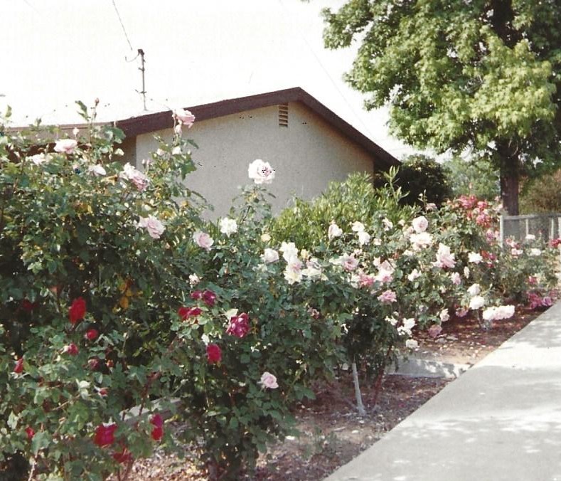 Herman’s Rose Garden, 1989